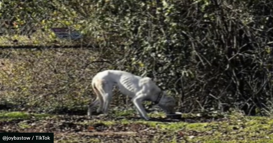 Rescue Dog Does "Zoomies" Of Joy When She's Adopted From The Shelter