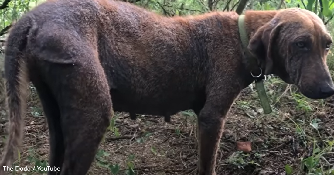 Woman Can't Keep The Dog She Rescued So Her Parents Step Up To Help