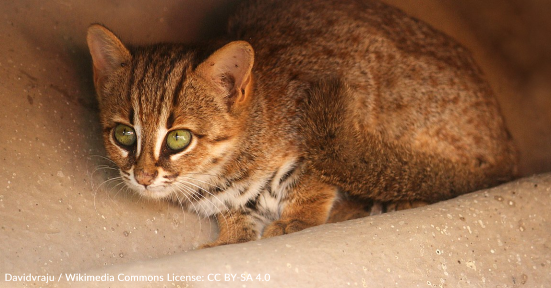 Meet The World's Smallest Wild Feline: The 3 Pound Rusty-Spotted Cat