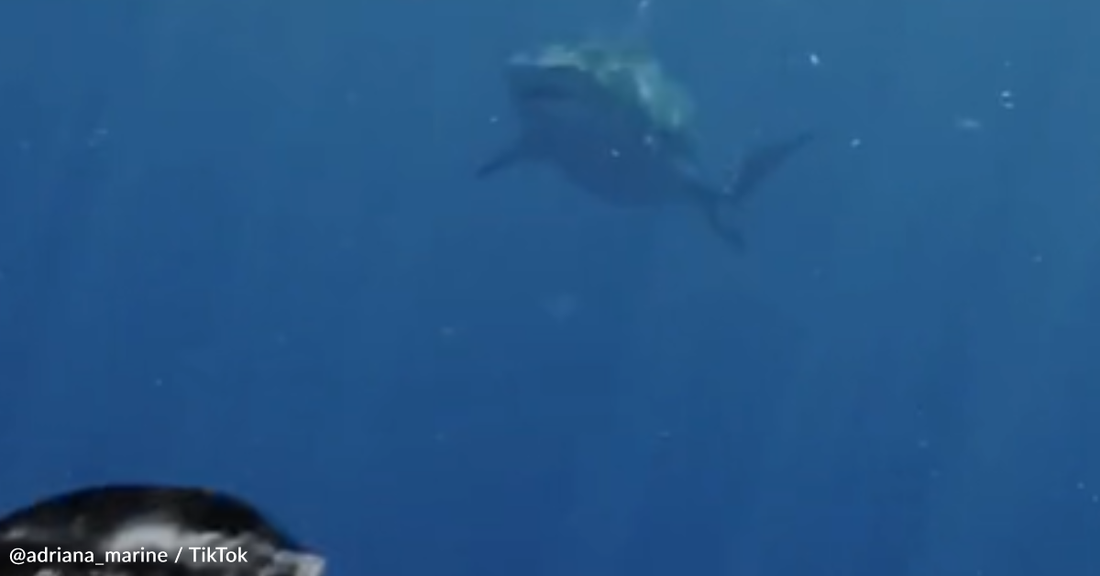 Diver Demonstrates Why Swimming Away From A Shark Is A Bad Idea