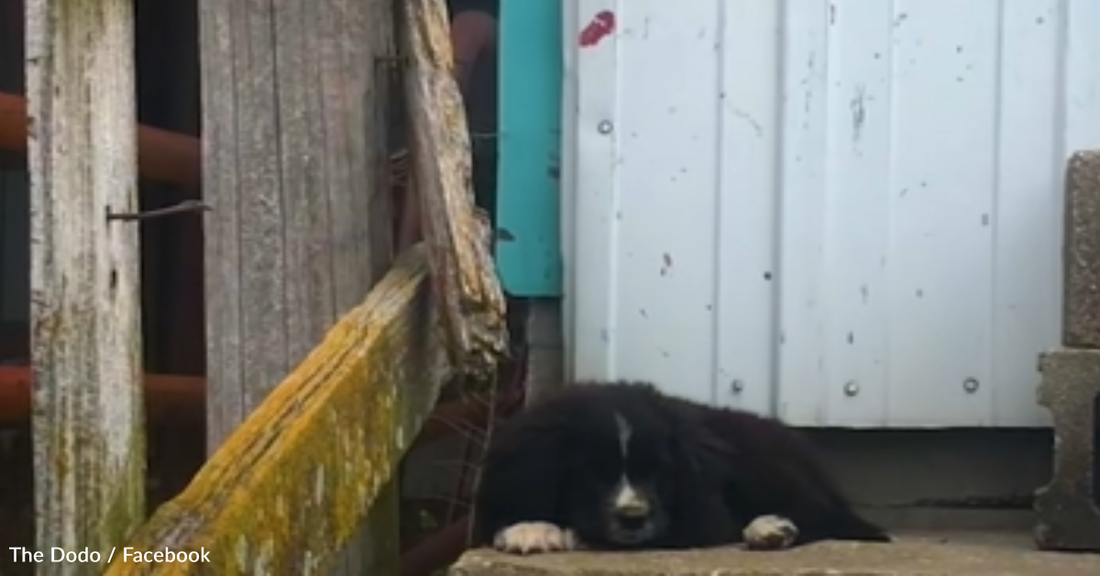 Widower Gets Emotional When He Meets His New Rescue Puppy