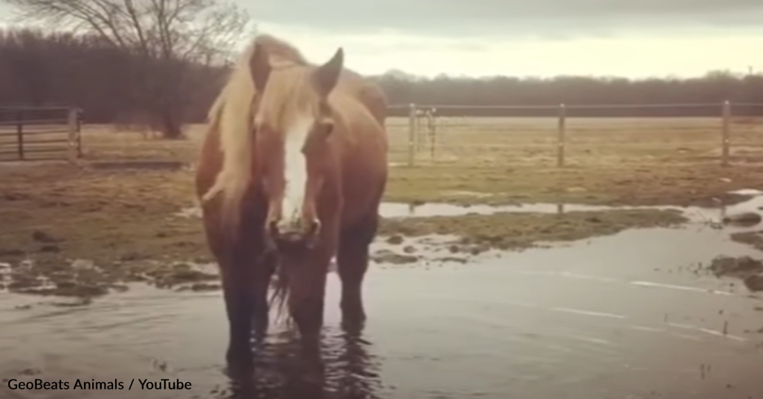 Lonely Horse Spends 17 Years In Solitary Until Finally Making A Friend