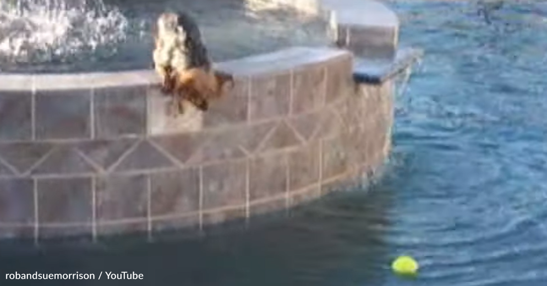 Yorkshire Terrier Takes A Giant Leap Of Faith To Get His Ball