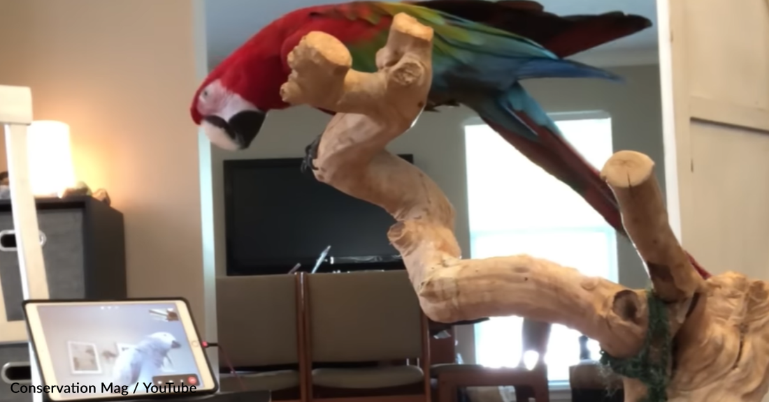 Study Finds Parrots Can Learn To Video Call Each Other For Social Enrichment