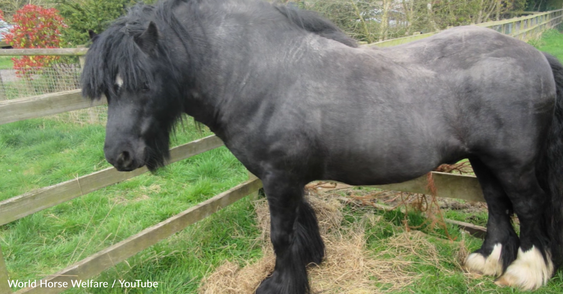 Rescuers Save Obese Abandoned Pony From A Life Of Misery