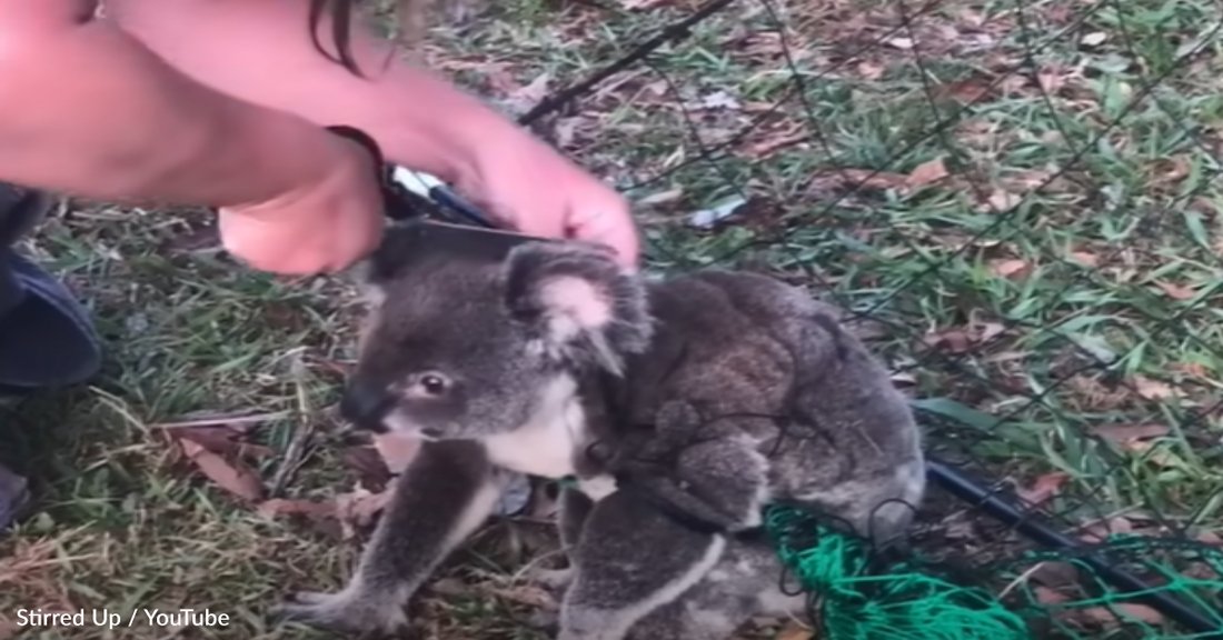 Woman Rescues Wild Koala Tangled Up In A Fence