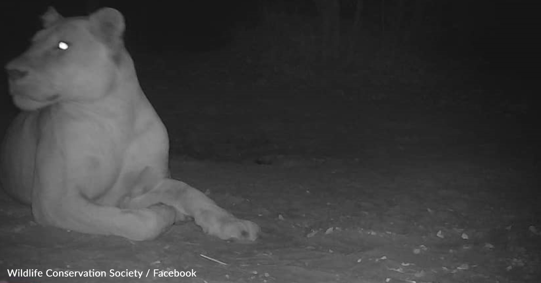 Extinct Lion Spotted In Chad National Park For The First Time In Decades