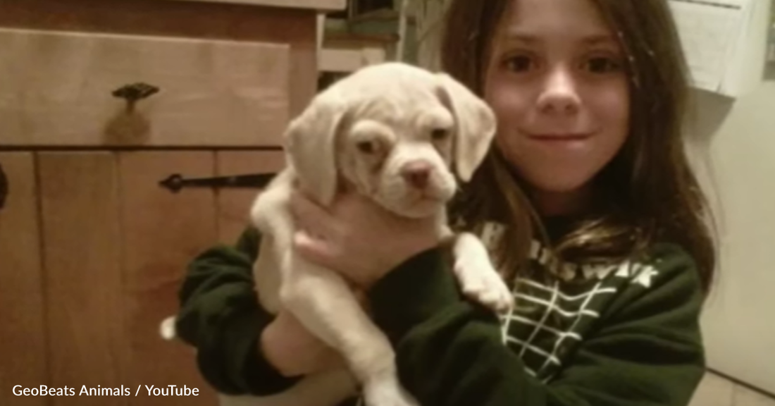 Family Adopts Adorable Puppy And Are Surprised By What He Grows Up To Look Like