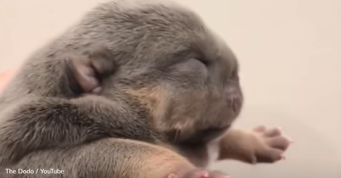 Puppy Born With Cleft Palate And Bad Eye Finds A Family Who Accepts Him