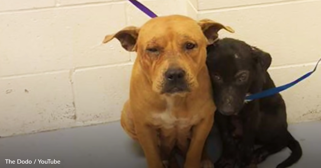 Pitbulls Form Sweet Bond At The Shelter To Comfort Each Other