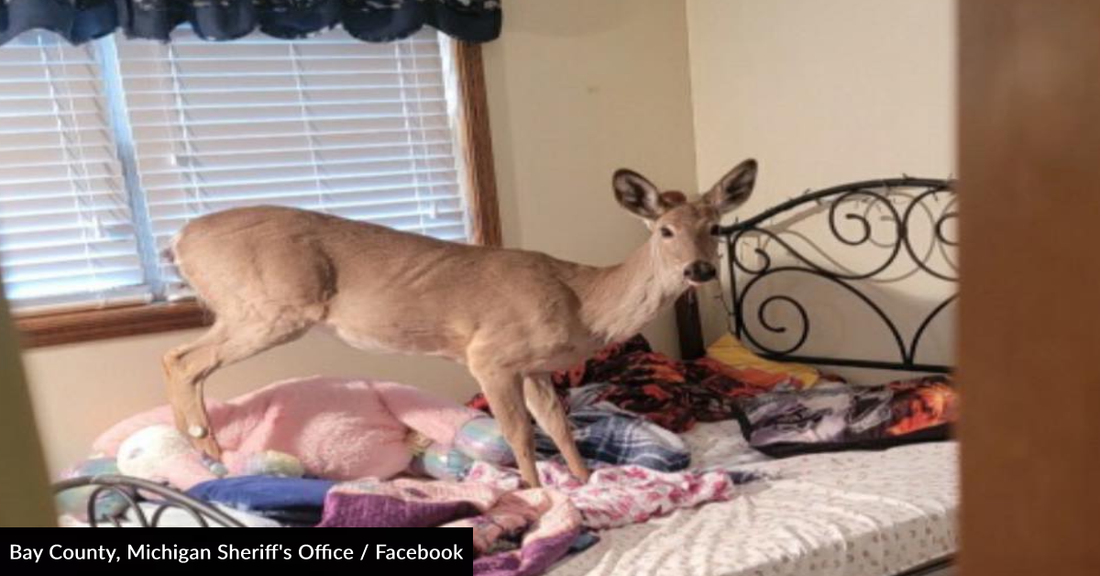 Deer Breaks Through Window And Jumps On Family's Bed