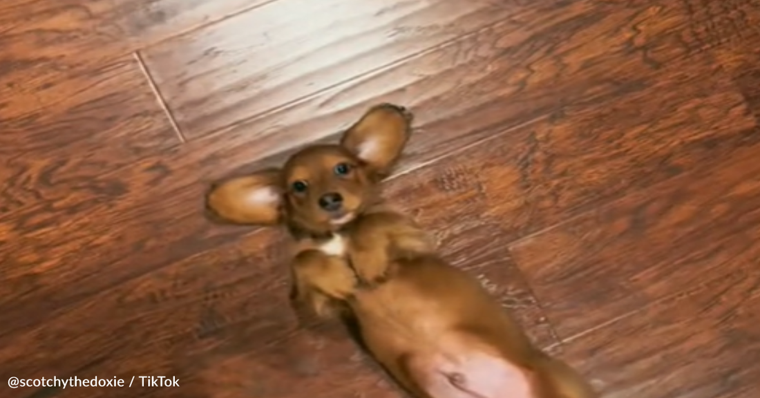 Tiny Dachshund Blocks His Owner's Path In An Attempt To Get Belly Rubs