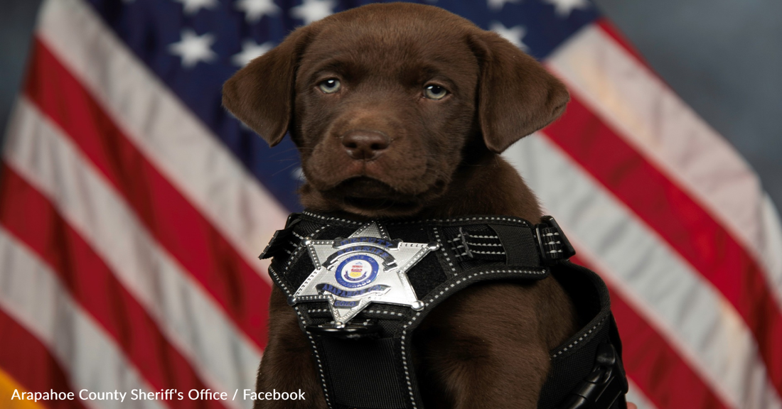 Sweet K9 Puppy Wants To Nap During His Swearing-In Ceremony