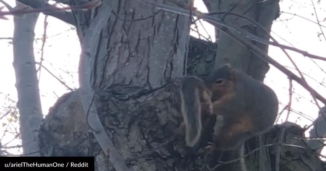 Mama Squirrel Goes Viral For Aggressively Shoving Her Baby In The House