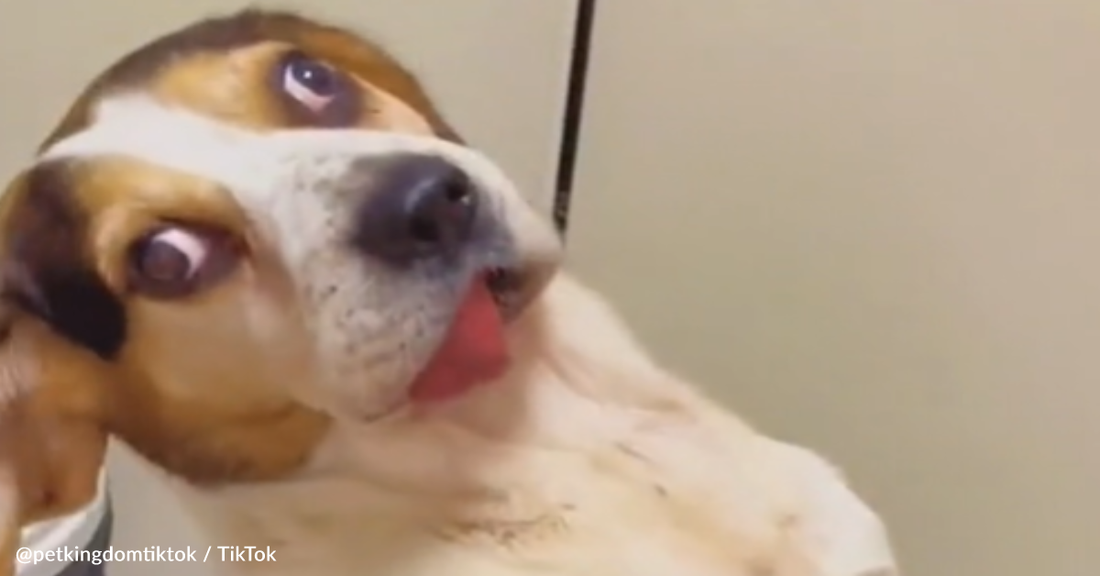 Derpy Rescue Dog Begs For Sweet Potatoes In Adorable Viral Video