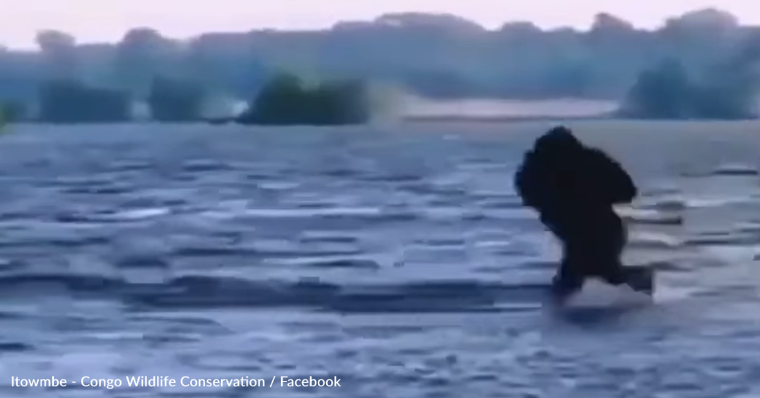 Gorilla Runs Full Speed Into Cold Water And Regrets It