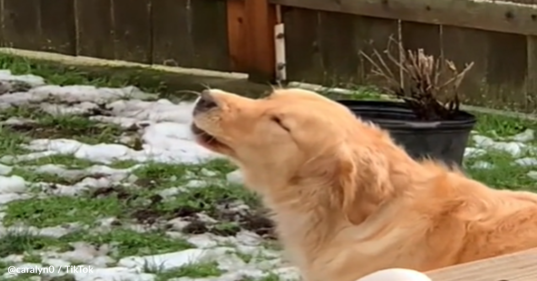 Golden Retriever Passionately Howls At Firetruck Sirens Like It's His Job