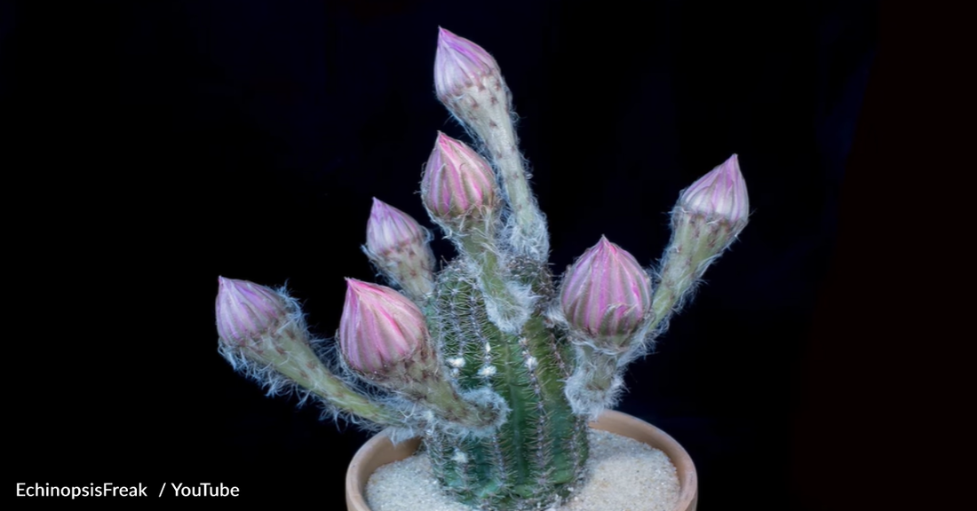 Video Shows "Freaky" Timelapses Of Cactus Flowers Blooming