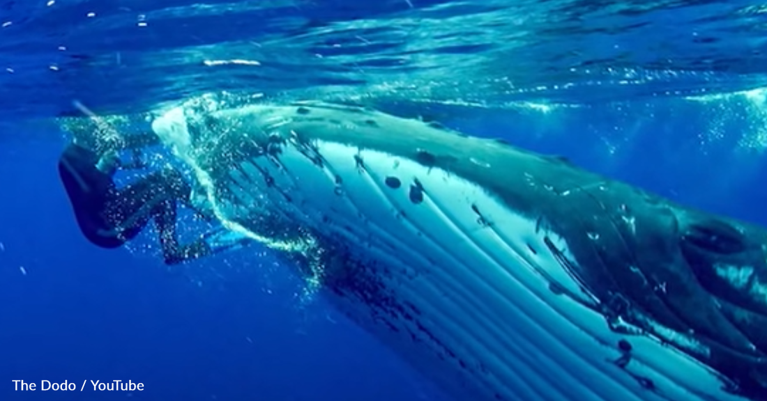 Pushy Whale Won't Leave Diver Alone And Then She Realizes Why