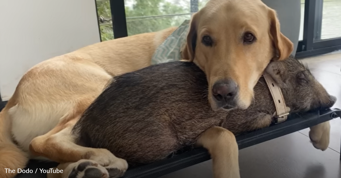 Gentle Yellow Lab Helps Care For Wild Rescue Boar