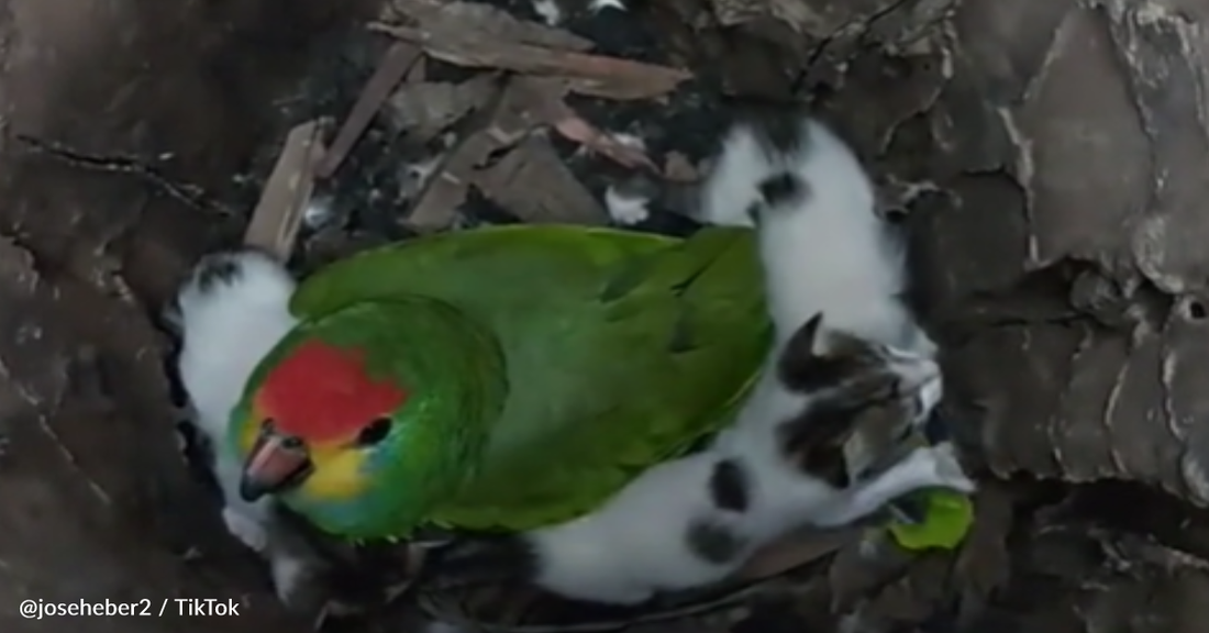 Rescue Parrot Mothers Tiny Abandoned Kittens