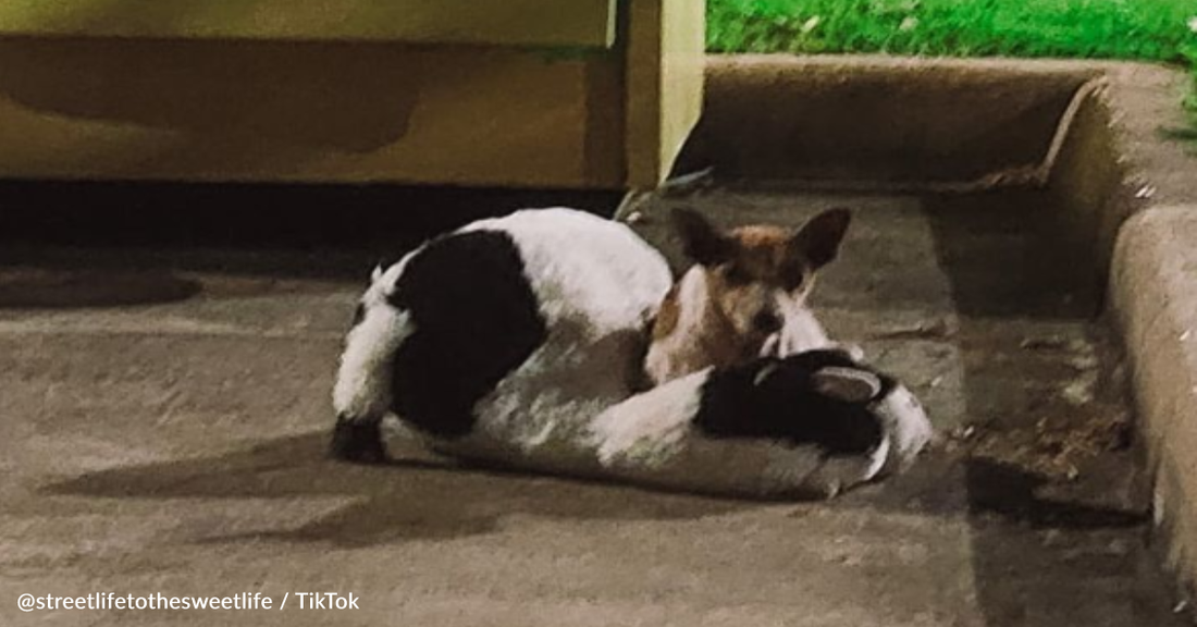 Rescuers Save Terrified Dog Left At A Donation Bin With Her Stuffed Cow