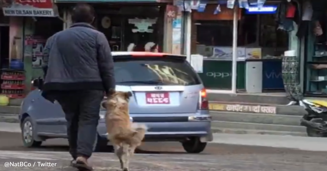 Dog Won't Walk Across The Street Unless His Human Holds His Hand