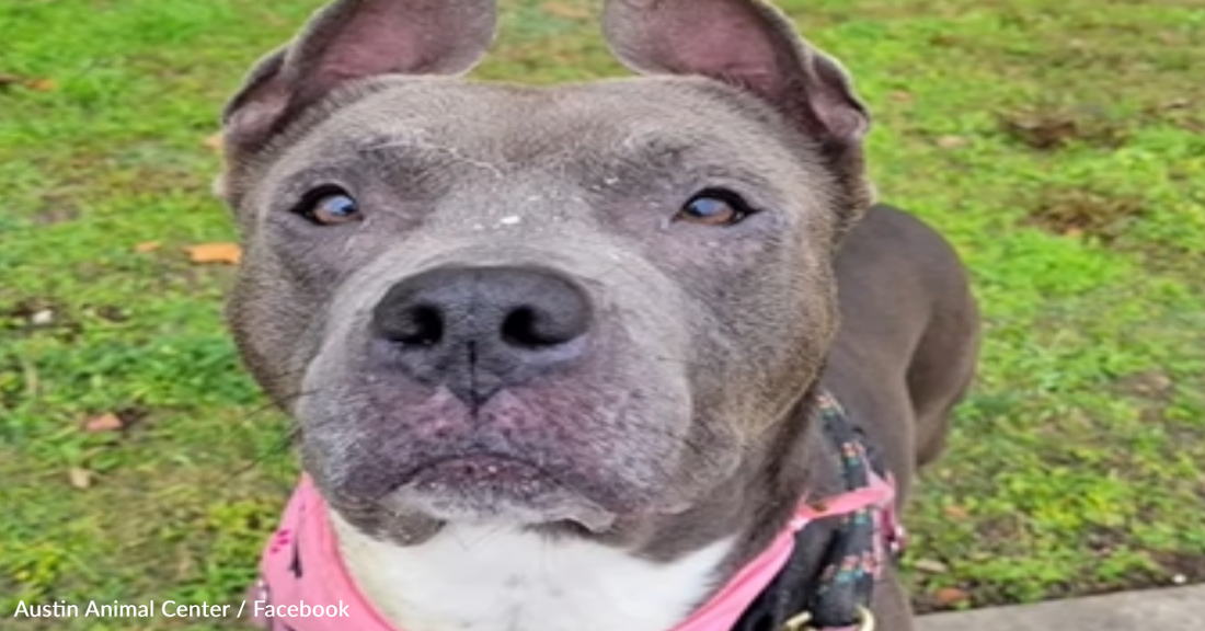 Dog Reunites With Family After 301 Days In The Shelter