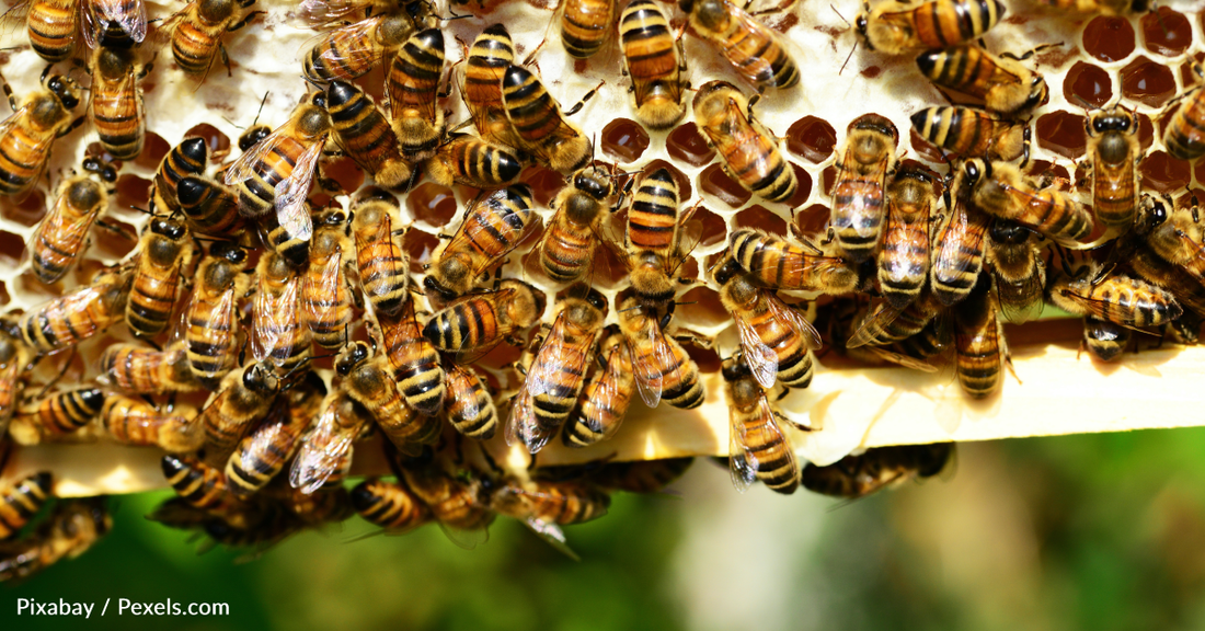 Research Suggests Bees Have Emotions And Are Sentient