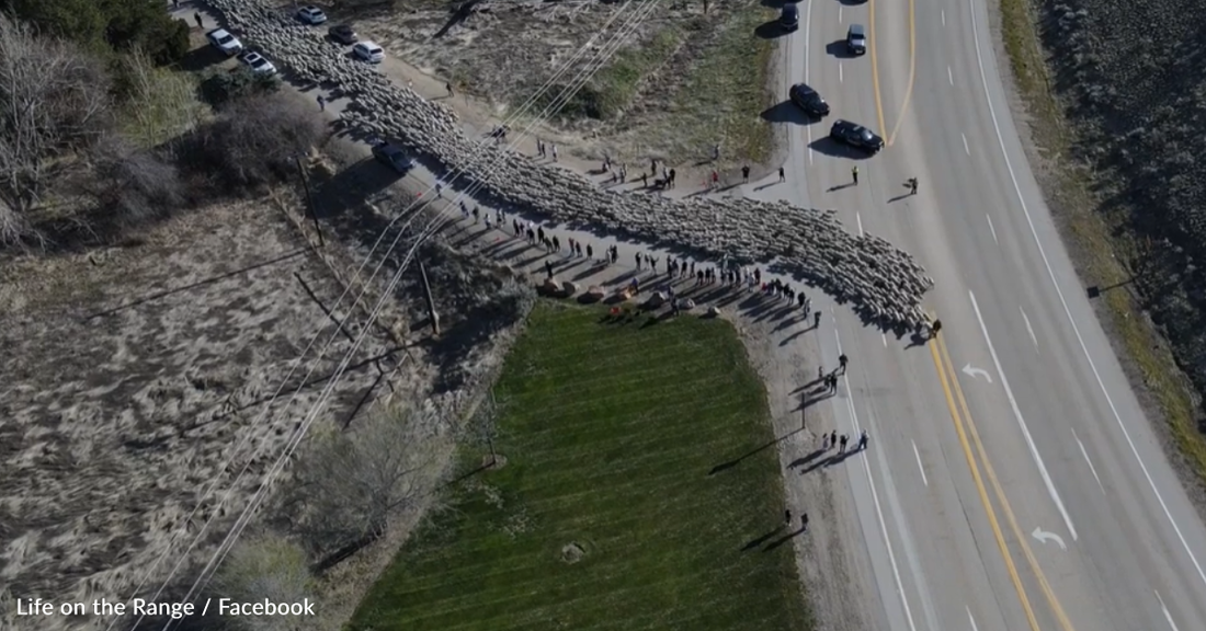 Meanwhile In Idaho: Thousands Of Sheep Are Seen Wandering Up The Highway