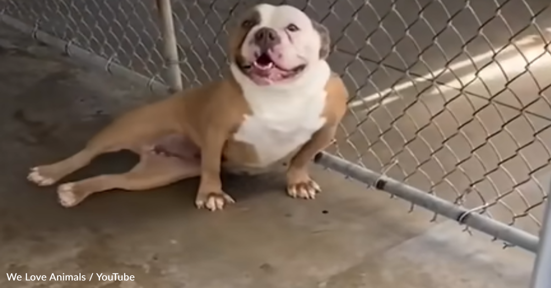 Shelter Dog Freaks Out After Learning He's Being Adopted