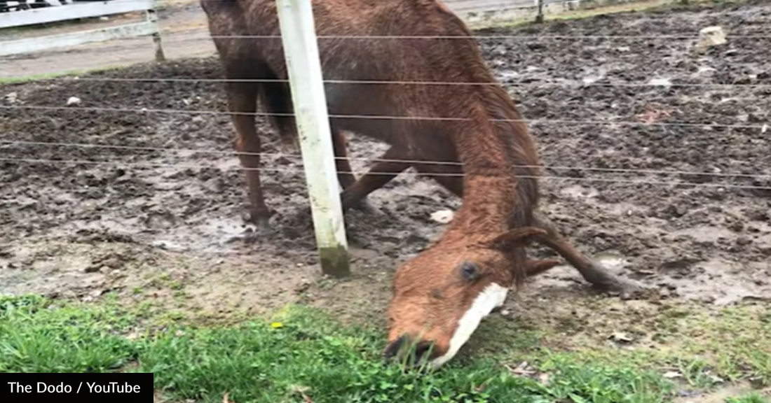 Neglected Horse Starving For Food Finally Gets The Care And Freedom She Deserves