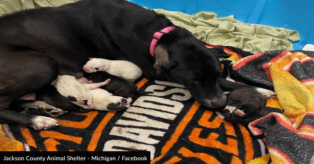 Mama Dog Welcomes Tiny Rescue Kitten Into Her Litter Of 10 Puppies