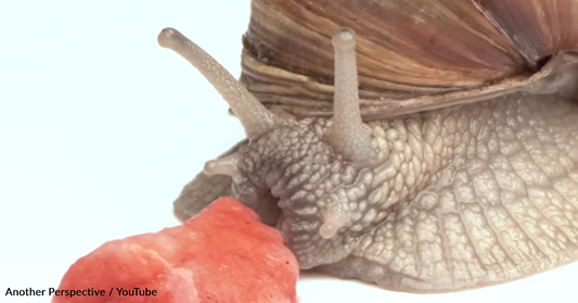 Photographer Films A Snail Eating A Strawberry In Extreme Macro