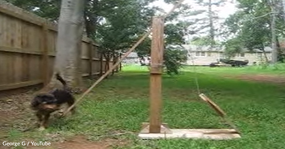 Clever Dog Operates Tennis Ball Catapult To Play Fetch By Herself