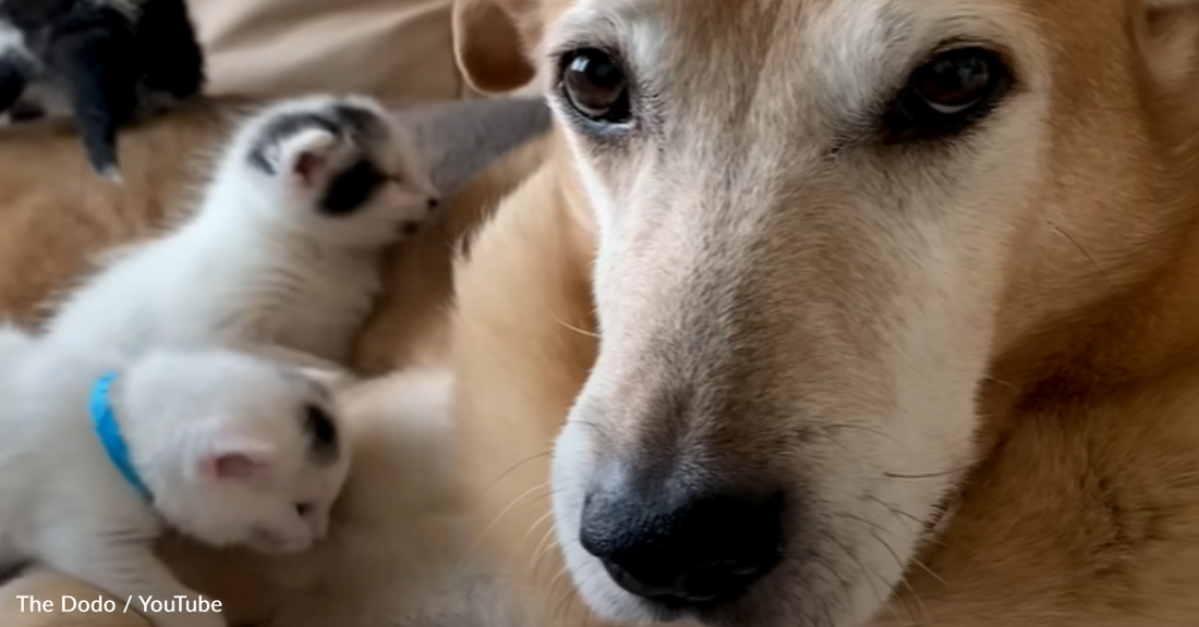 German Shepherd Helps His Owner Foster Blind Rescue Kittens