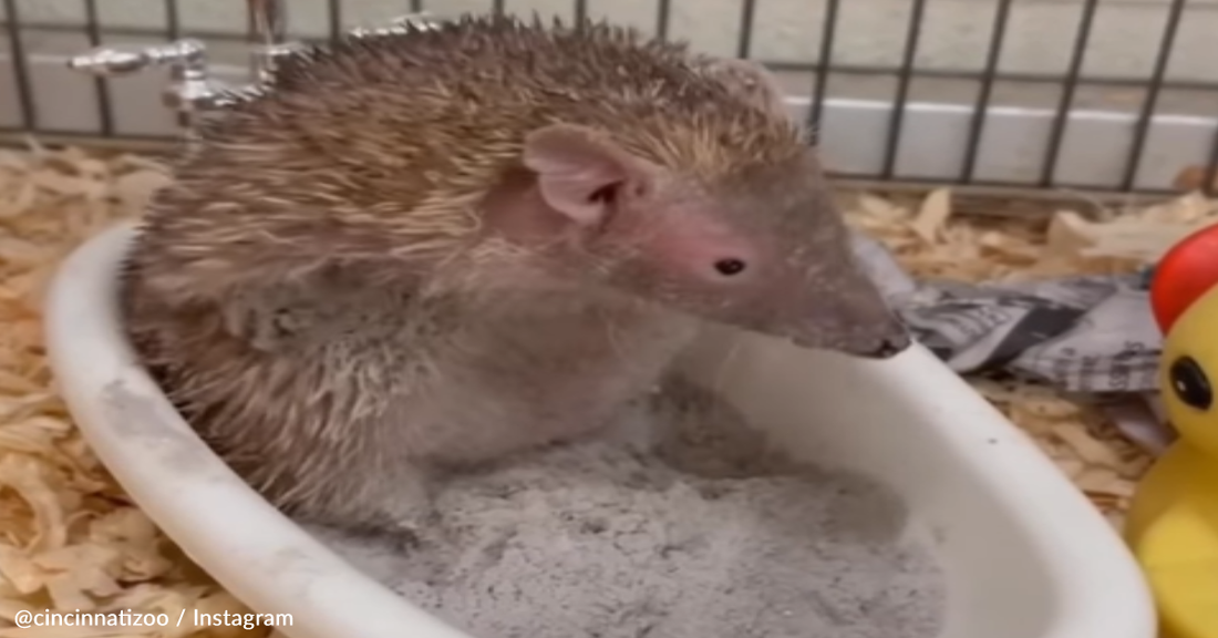 Happy Tenrec Takes A Dust Bath In A Tiny Tub