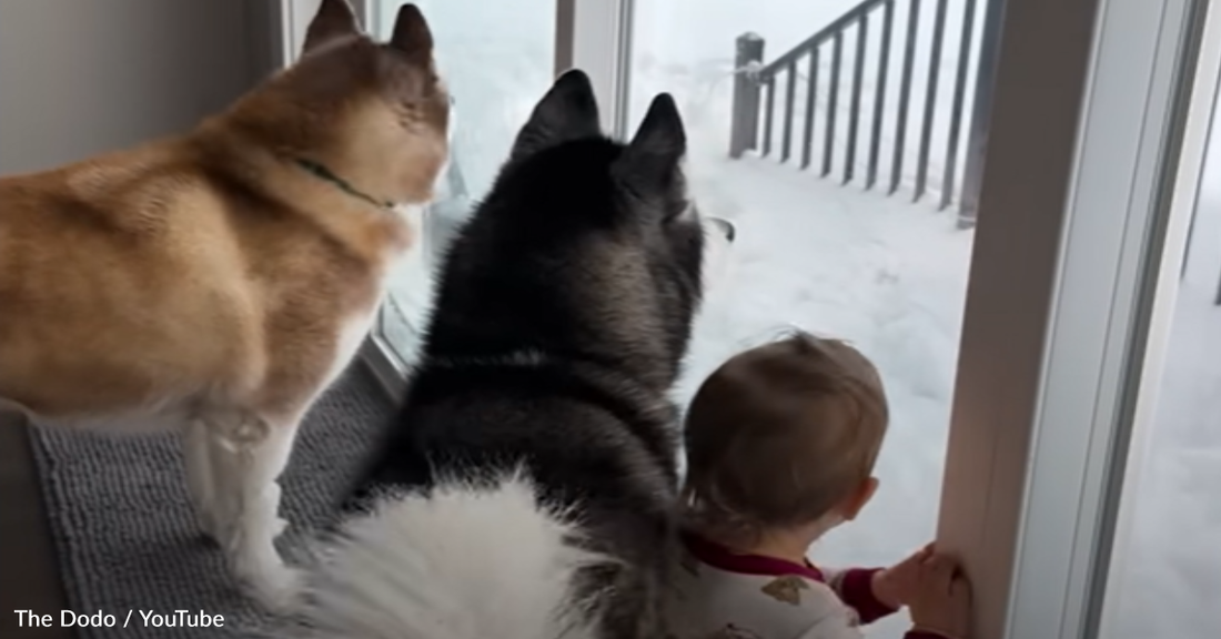 Woman Shares 7 Signs Your Child Is Being Raised By Huskies