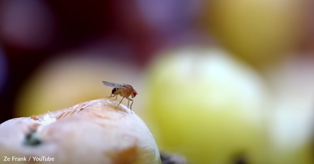 Meet The Parasitic Fungi That Take Over The Brains Of The Insects They Eat