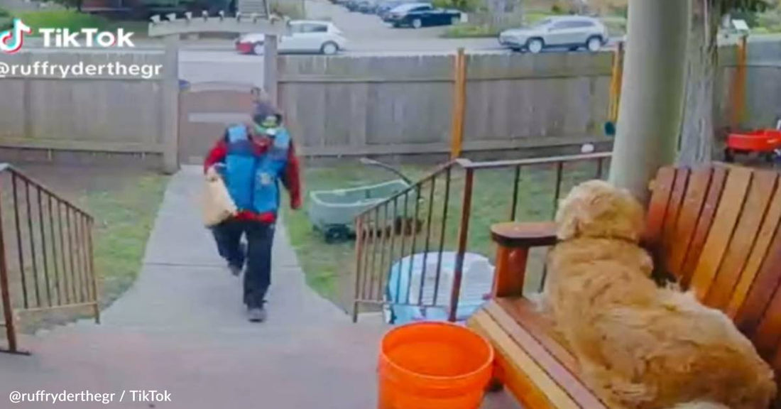 Golden Retriever Does Unexpected "Trust Fall" With Delivery Driver