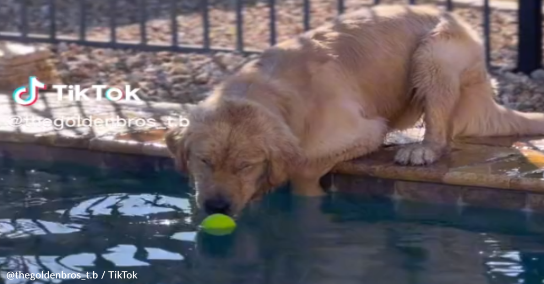 Clumsy Golden Retriever Tries To Get His Ball From The Pool Without Getting Wet