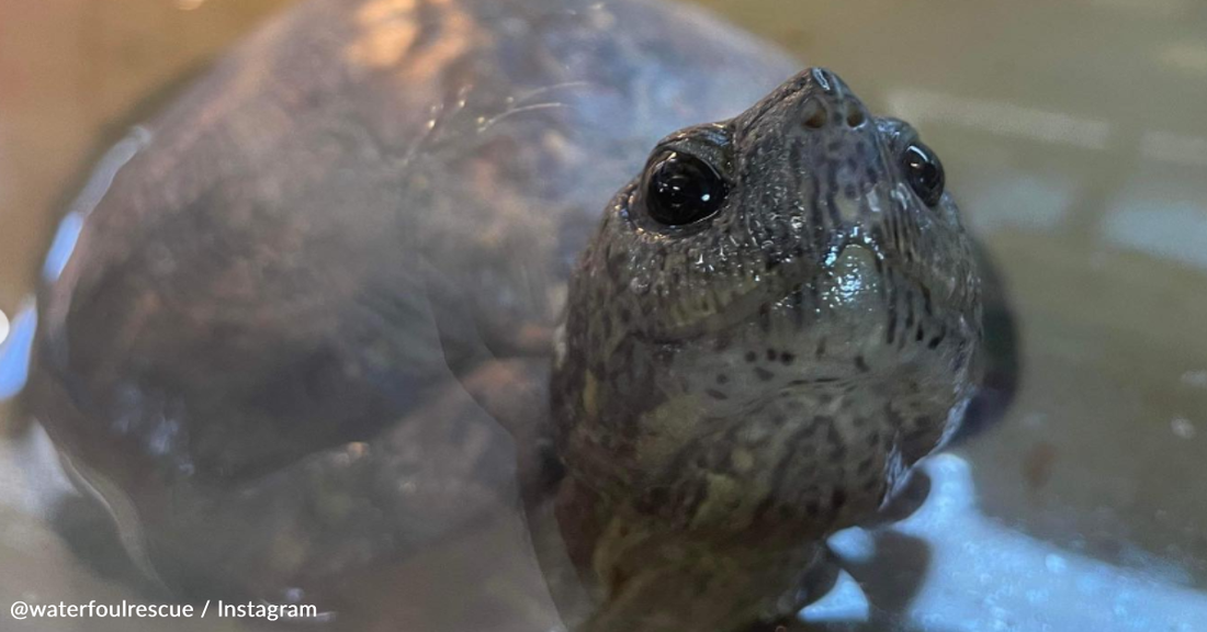 Two-Legged Turtle Discarded In A Dumpster Gets A Second Chance At Life