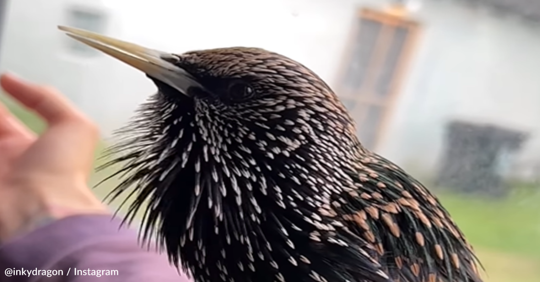 Singing Starling Sounds Like A Mix Between A Dinosaur And R2D2