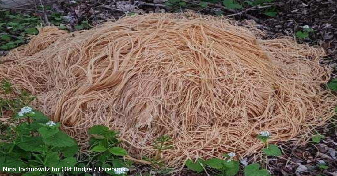 New Jersey Residents Left Confused After 500lbs Of Pasta Shows Up Near The River