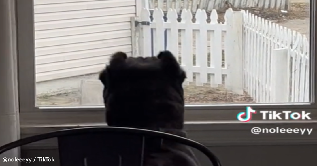 Cane Corso Plays An Adorable Game Of "Peek-A-Boo" With Dad