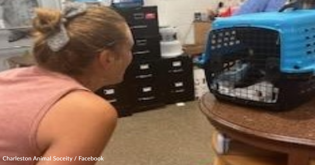 Cat Missing For 10 Years Reunites With Owner In Emotional Homecoming