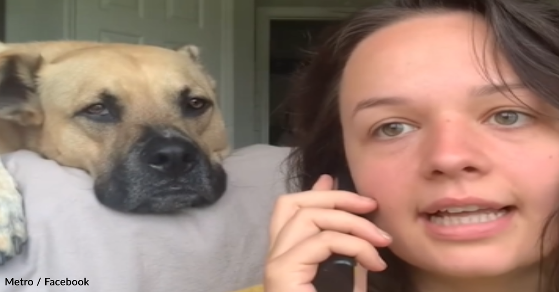 Dog Reacts To Hearing His Favorite Words On A Fake Phone Call