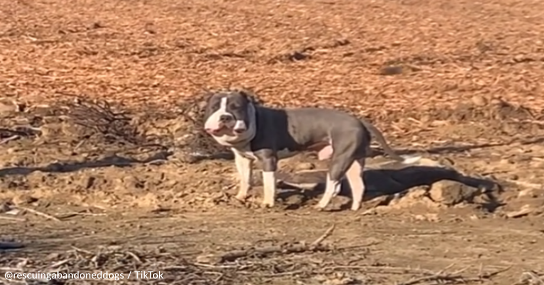 Abandoned Dog Rescued With Swollen Head Searches For New Forever Home