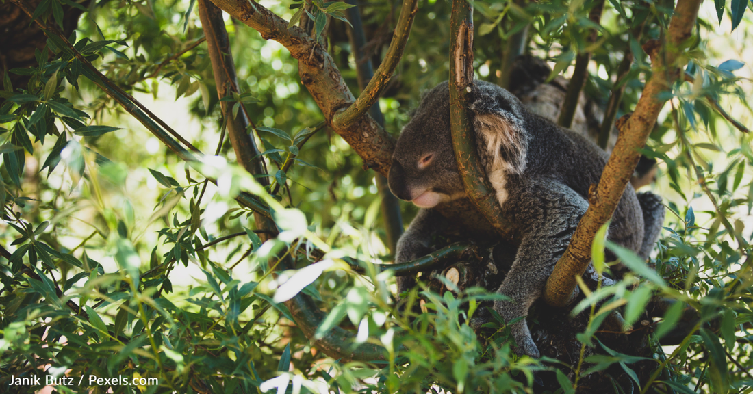 Devastating Smelter Run-Off Kills More Than 150 Koalas