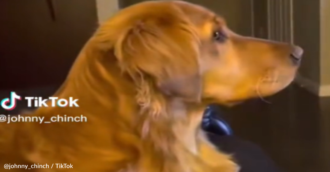 Golden Retriever Reacts To Seeing Darth Vader On TV